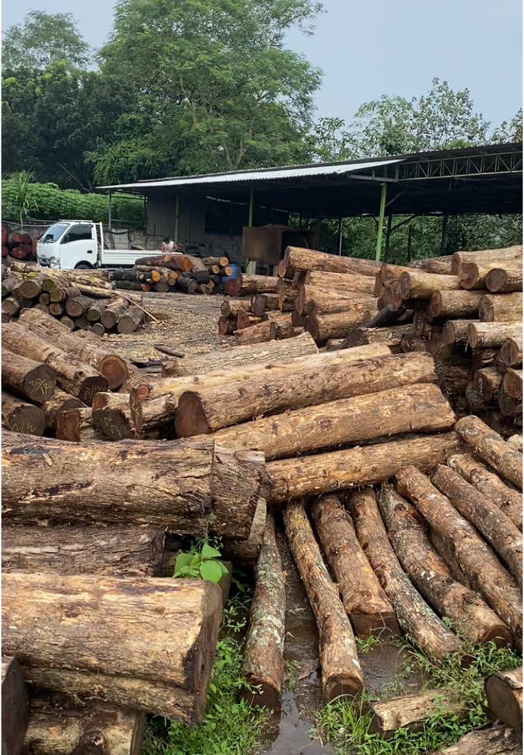 Jual beli jati glondong #kayujati #jatiindah #fy 