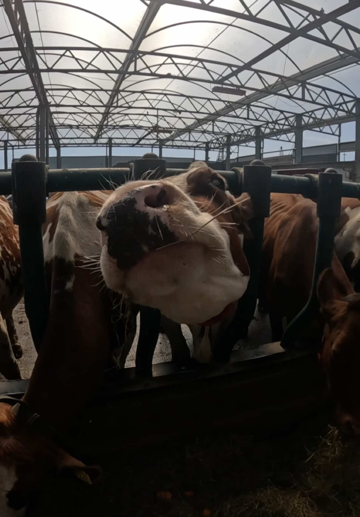 The Netherlands🇳🇱. Floating Farm📍 There’s a new farm in one of Europe’s largest and busiest ports. Not just in the area; it’s literally floating in the port of Rotterdam. This is the world’s first floating farm, staffed by 2 humans, three robots, and 35 cows producing 700 liters of milk every day. Full story on ig justinboar