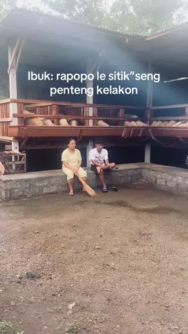 Nggeh#domba #dombagemoy #ngarit #petanimuda #petanimuda #petanimilenial #peternakmuda #petaniindonesia🇮🇩🇮🇩🇮🇩🌿🌿 #sobatngaret #merino #dorper #citacita 