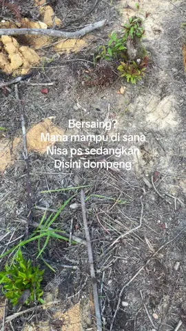 #tambangmaskalimantan 