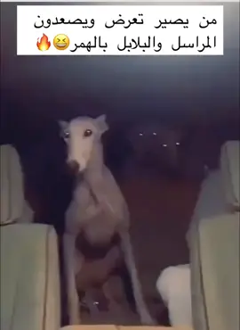 #الشعب_الصيني_ماله_حل😂😂 #مشاهير_تيك_توك لايك متابعه اكسبلور مسوي حساب جديد 😂