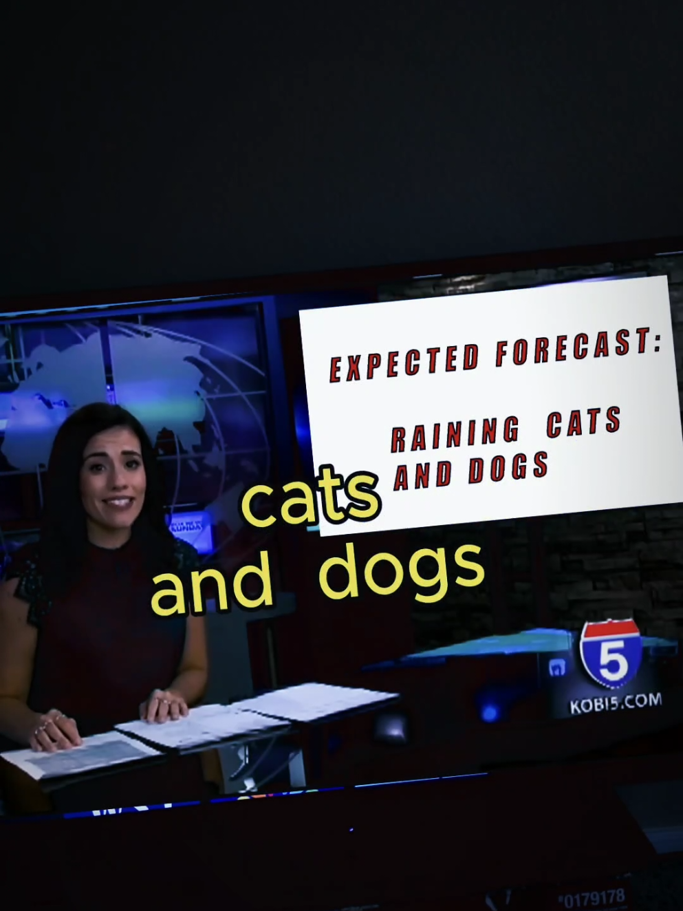raining cats n dogs? #skits  #dogloversoftiktok  #catlovers 