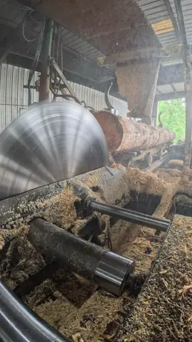 Sawing a 3x6 custom order from a gorgeous Southern Yellow Pine log using a 66” solid tooth saw and our classic Cox Bros carriage. Old-school precision meets modern craftsmanship!” Hashtags: #SawmillLife #CustomLumber #SouthernYellowPine #Woodworking #Sawmill #LumberMill #VintageMachinery #Woodgrain #CoxBrosCarriage #SawmillTikTok #LoggingLife #TimberWork #66InchSaw