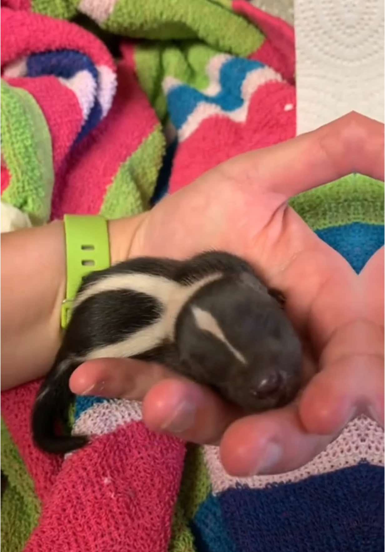 Cutest rescue animals #cute #cutebaby #pets #animalsoftiktok #fyp #foryoupage #wildlife #wildliferescue #skunk #babyanimals #foryoupage #fy 