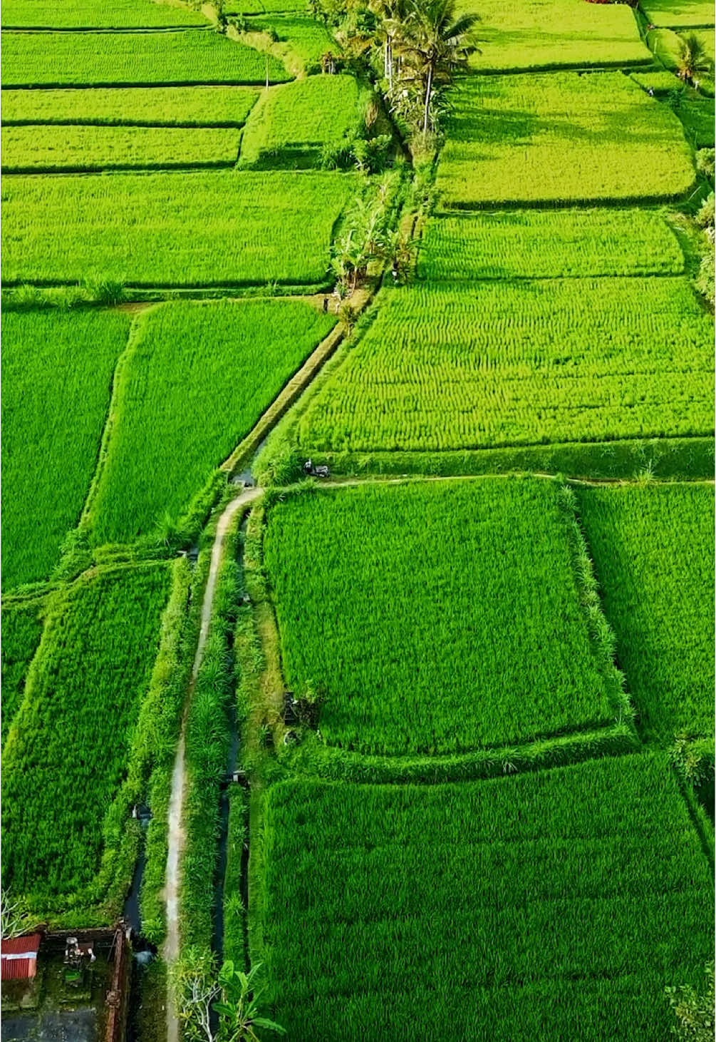 Step into the soul of Bali in Pangsan, Petang — where ancient rituals echo through the forest and every path feels blessed by the island’s spirit. 🌾🕊️ Here, life moves with quiet grace. Mist-covered hills cradle sacred springs, bamboo groves guard the silence, and locals carry centuries of wisdom in their daily rhythm. It’s not just a destination — it’s a living connection between land, culture, and the divine. 📍Pangsan, Petang, Badung, Bali  📸 By IG @anggaciko #WonderfulIndonesia #ExploreBali #ExploreIndonesia #BaliAdventure #BingoAkıllıKapsül 