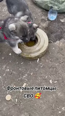 #Россия🇷🇺 #СВО#💪💪💪 