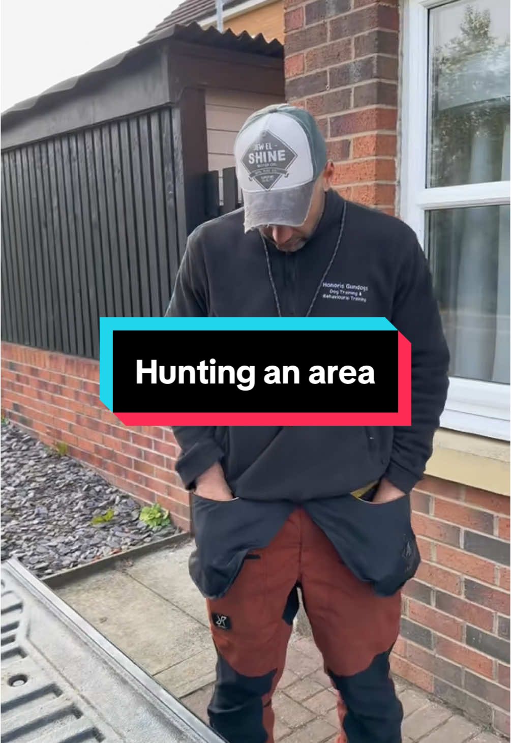 Hunting an area. Gundog training.  #honorisgundogs #DogTraining #gundogs 