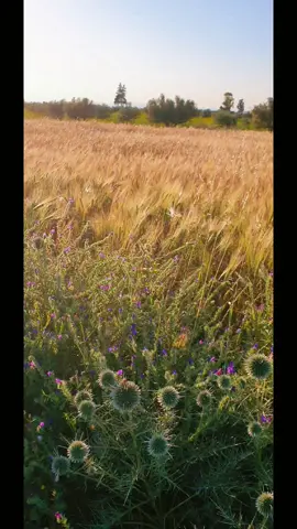 #tunisia #tunisie #tunisia🇹🇳 #Summer #sunnyday #sunyday #sun #soleil #nature #agriculture #ble #lovelyday #sweetday 