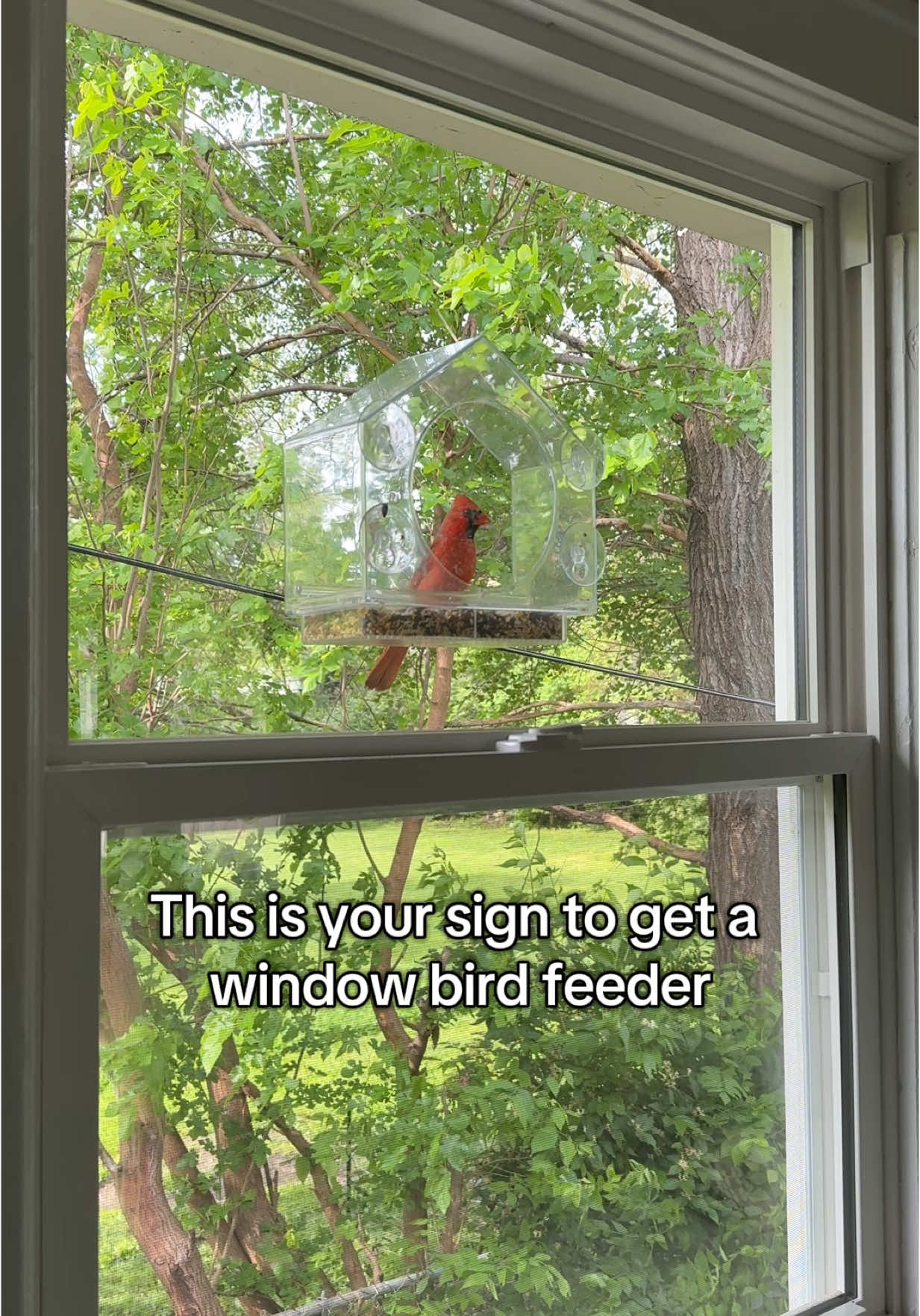 No better way to start your day #birds #birdfeeder #windowbirdfeeder #natureanywherebirdfeeder #birdwatching #mothersdaygift #giftidea 