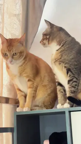Try not to laugh 😂😂😂 #animals #funny #pet #dog #funnyanimals #funnyvideos #haha #dogsoftiktok #cat #funnypets #PetsOfTikTok 