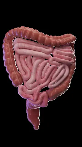 How does waste move through the colon? Through peristalsis — slow, rhythmic waves of contraction that push material along. It’s fully automated, thanks to your gut’s own nervous system. This 3D animation shows colon motility in action. Based on SciePro’s 3D anatomy model. Available for B2B licensing — link in bio. #science #medical #meded #3d #3dmodel #zbrush #sciart #medart #medstudent #anatomy #animation #scicomm #med #peristalsis #colon #digestivehealth
