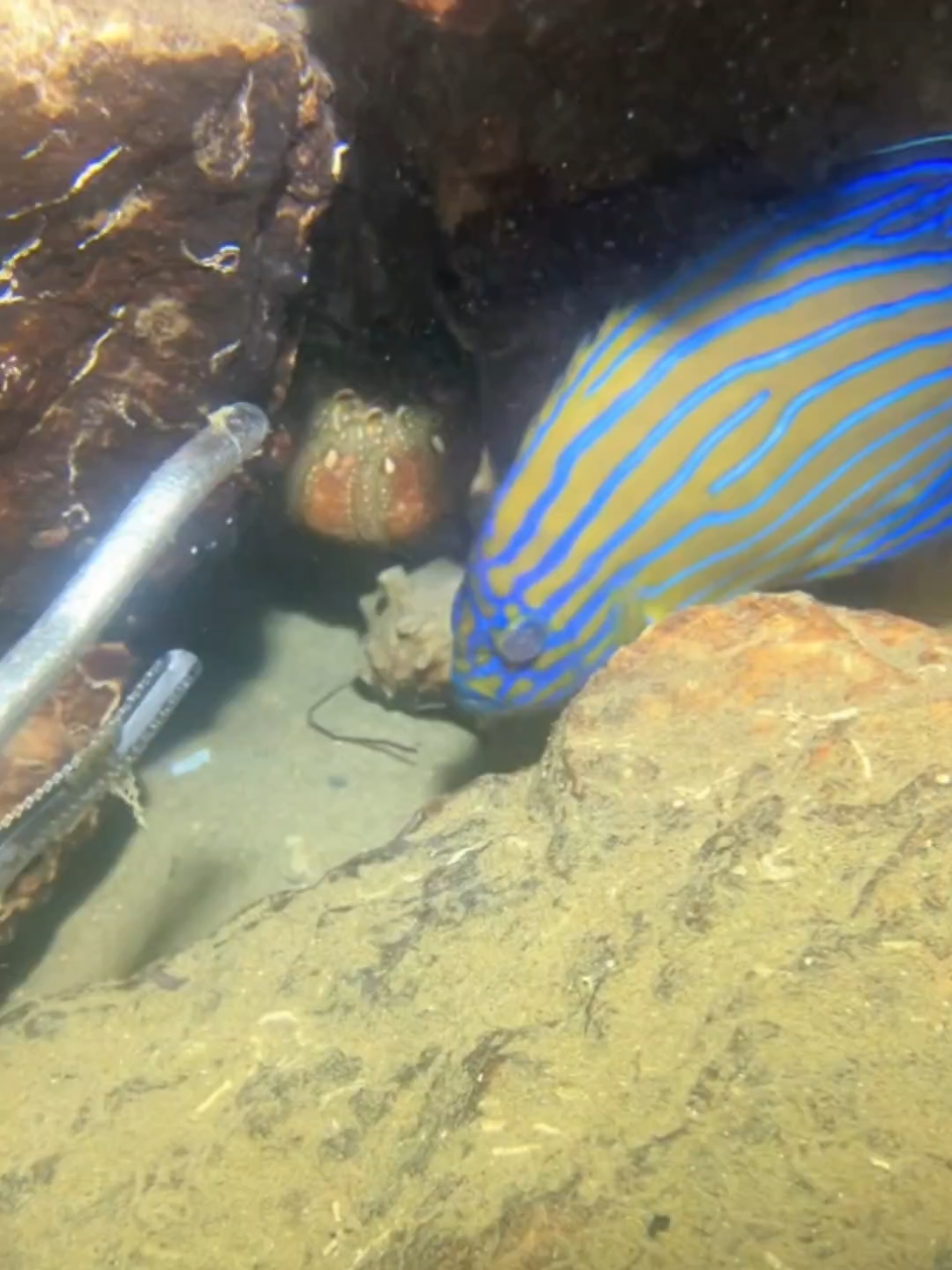 #diving #crab #catchthesea #seaside #seafood #fish #eel #lobster #seangsolofishing 
