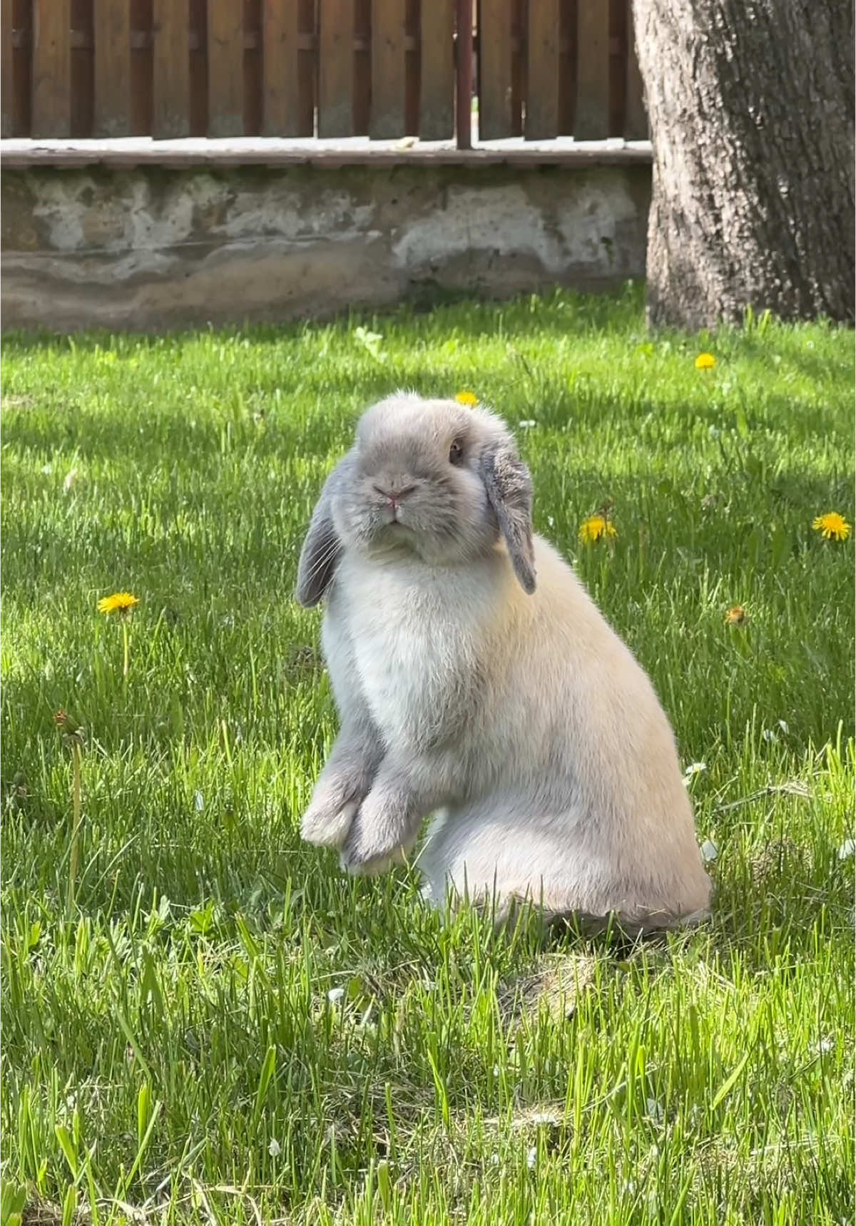 happy bunny💓 #bunny #bunniesoftiktok #cutebunny #outside #spring