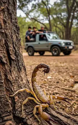 Explore the hidden world of Scorpions 🦂  #scorpio #scorpions #scorpion #forest #jungle #junglebook #adventure #thedailybrief 