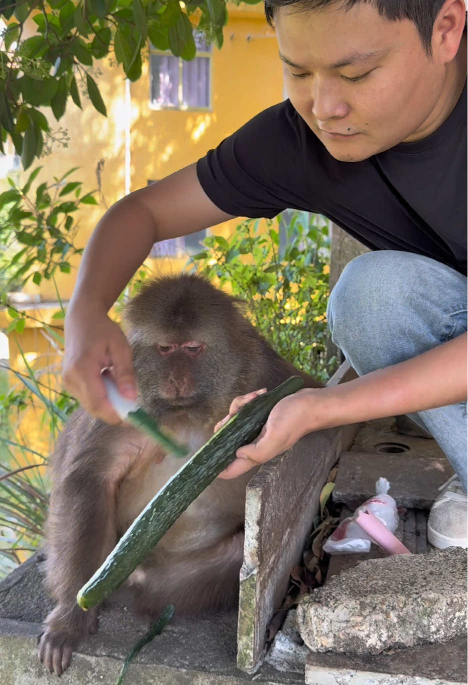 Here I am again, peeling cucumbers for Xingxing. #monkey #monkey #xingxing #cute #lovely 