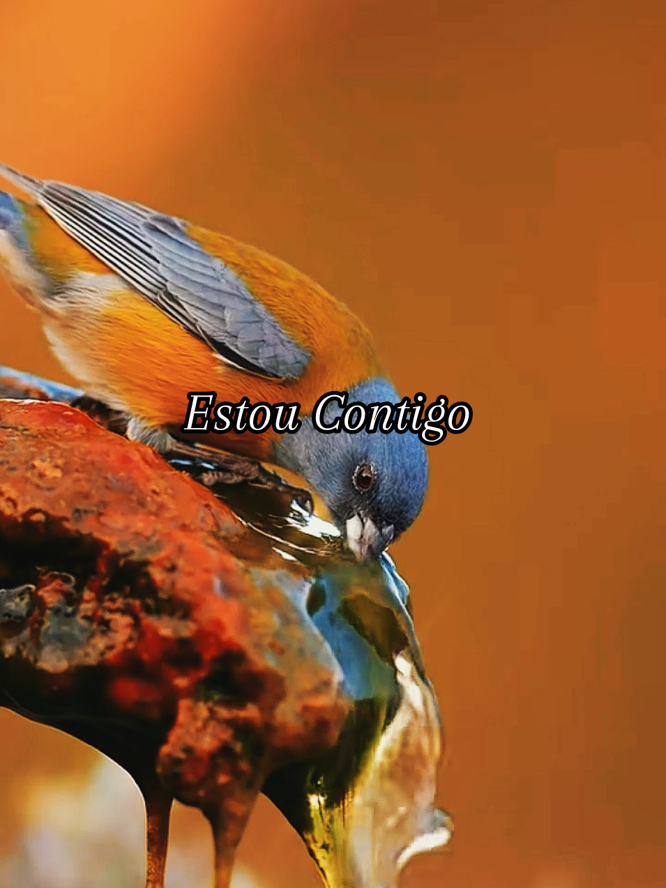 Estou Contigo #musicagospel #fy #foryoupage #miguel #louvor #fyp #gospel 