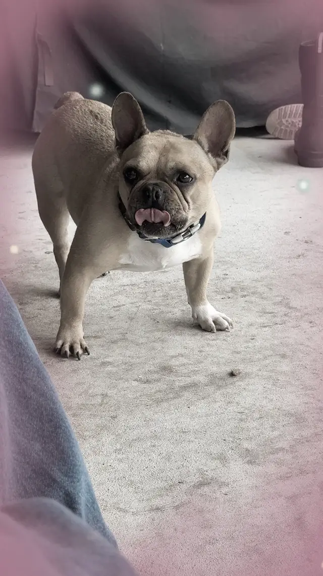 Awkward 😐 #florida #frenchie #frenchiesoftiktok 