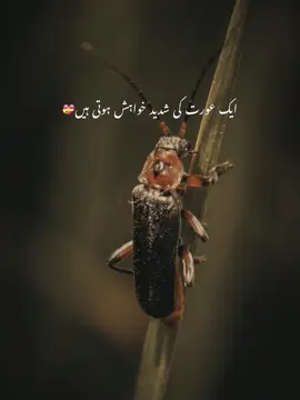 Aisi auraty buhat khush qesmt hoti hai.. Allah sbki ki qesmat ne aisa mard leky.. sb bolo Ameen🥀💝😍 #wais_writes #wais_writes #fypシ゚ #fyp #fyppppppppppppppppppppppp #uk #uktiktok #usa #uk 