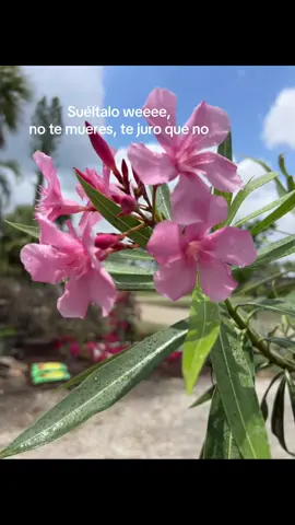 Casi pero no #paratiiiiiiiiiiiiiiiiiiiiiiiiiiiiiii #tiktok #fypシ #brokenheart💔 