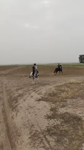 #خيل_وخياله🐎 #ماشاءالله_تبارك_الله 