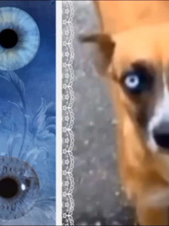 azul topazio || repostando #topazio #blueeyes #moodboard 