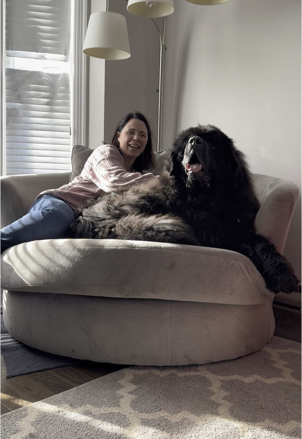 I never quite got used to furniture but for mom I’ll get up #newfoundlanddog #dogsoftiktok #giantbreed 