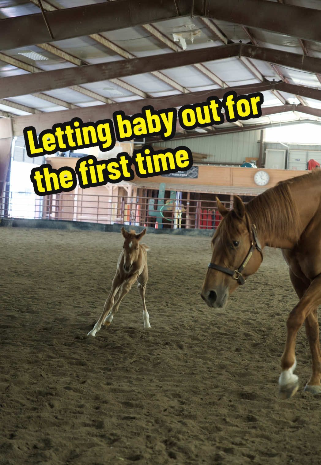 Let’s let baby boy out for the first time! #fyp #viral #foalingseason #grateful #farmlifeisthebestlife #foal #babiesoftiktok #quarterhorse #horsetok #farmlife 