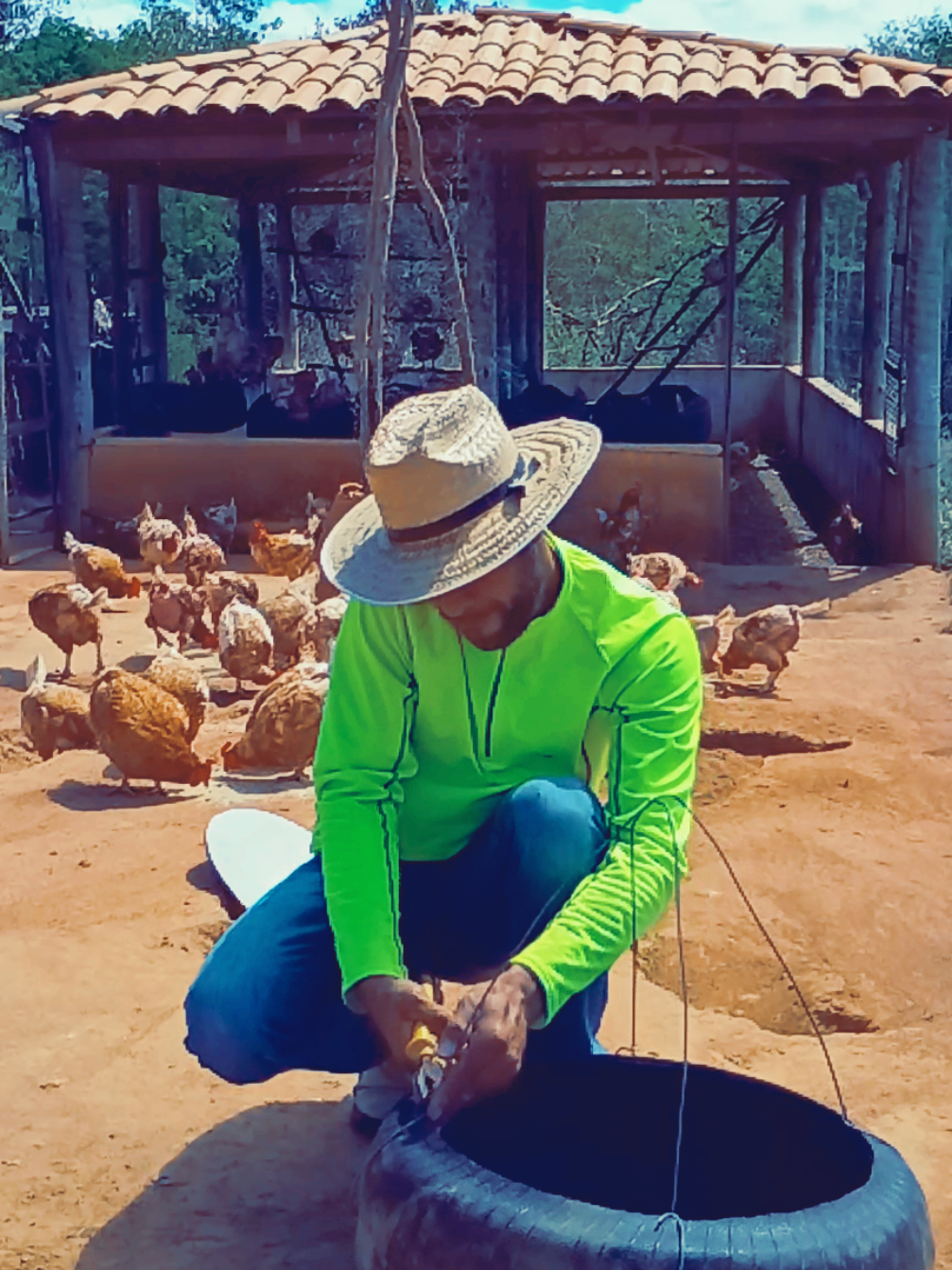 A responder a @miriantoapanta89 #agro #galinha #nordeste #bahia #brasil🇧🇷 