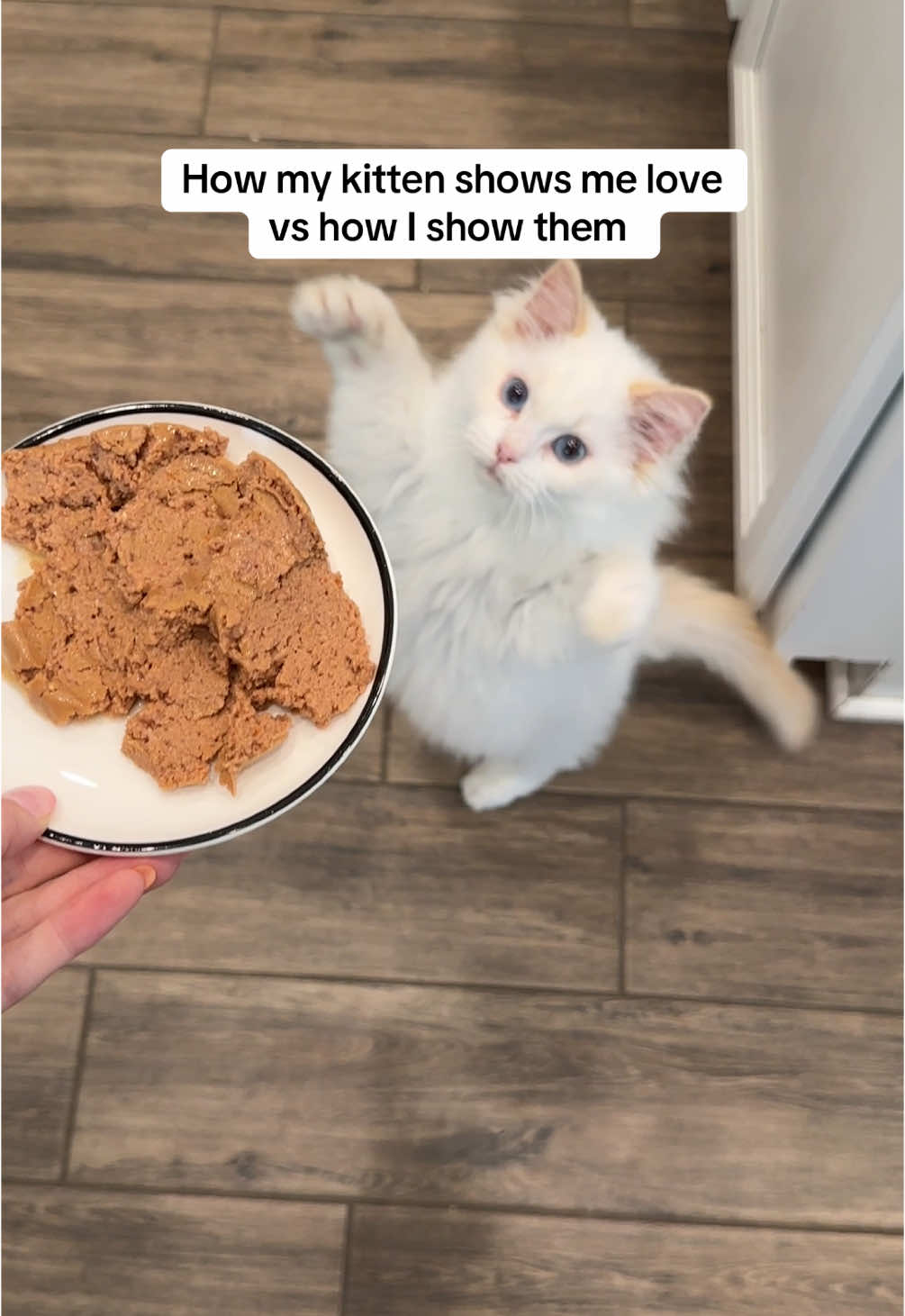 #ad Apple's way of showing me love is through physical touch. My way of showing her love is through her stomach. You can find Wellness Complete Health Kitten food at @Chewy with the link in my bio @Wellness Pet Food #Wellnesspetfood
