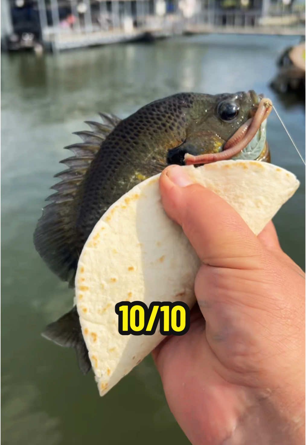 Catching my dinner #fyp #catchcleancook #beardedfisherman #fishing #fish #chilikicklimepunch #danospartner @Dan-O’s Seasoning 