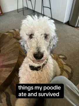 #fyp #foryoupage #dog #poodle #poodlesoftiktok #dogsoftiktok #cute 