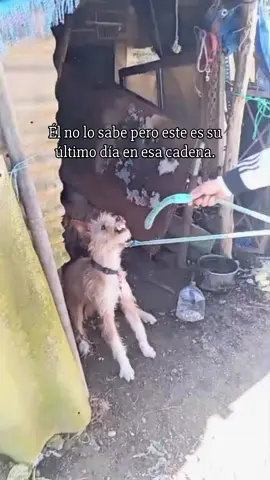 Rescate de boris #animalrescue #rescateanimal #rescatesdeanimales #adoptanocompres #adopta #noalmaltratoanimal #perroenadopción 