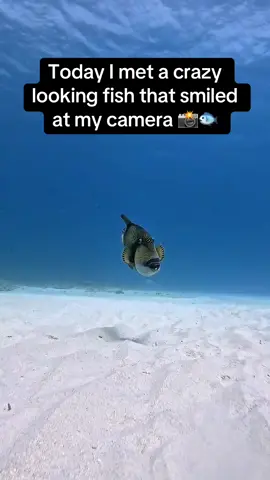 What would you call this fish⁉️🐟 #RoadTo18M #Pubity  (Ian Haggerty RSA via ViralHog)