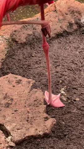 Fun fact: Flamingos often sleep or rest on one leg to conserve body heat and save energy. This position helps reduce heat loss and surprisingly requires less muscle effort, making it a stable and efficient way to stand. #fyp #foryoupage #viral #animals #fypシ #explore 