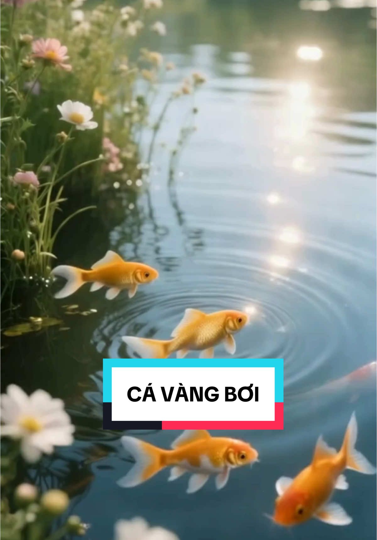🌟 “Cá vàng bơi” – Những khoảnh khắc nhẹ nhàng trong làn nước trong veo 🌊. Hãy để âm nhạc này đưa bạn vào thế giới yên bình và tươi đẹp nhé! 🐟 #CáVàngBơi #Goldfish #ThưGiãn #PeacefulVibes #TậnHưởng #MôiTrườngXanh #VuiVẻMỗiNgày #CảmHứngTừThiênNhiên #GoldfishSwimming #NatureVibes #Relaxation #Peaceful #CalmMoments #NatureLovers #NatureInspired #tiktokmusic