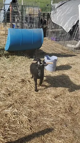 #ektafarm #farmlife #fyp #goat #goats #nigeriandwarfgoats 