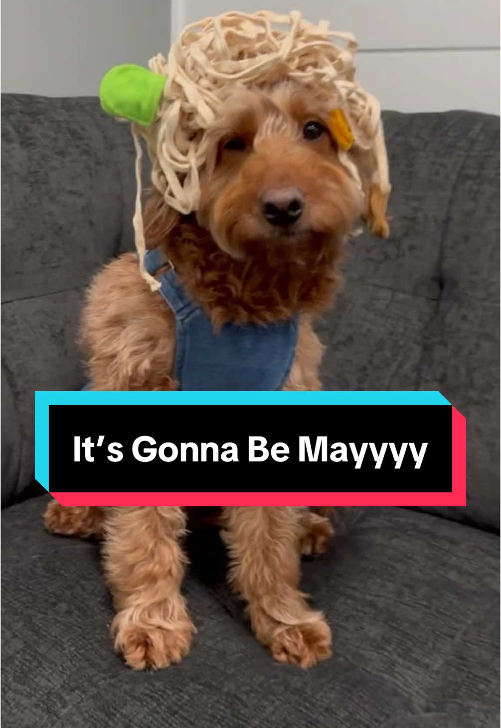 Happy May! is the ramen noodle hair a good look for Apollo?! 😂😎  May Day or Protomagia in Greece is celebrated on May 1st, dedicated to the spring, flowers, and nature 🌸💐🌺 Happy May and καλό μήνα! 🥰 #itsgonnabemay #may #ramen #nsync 