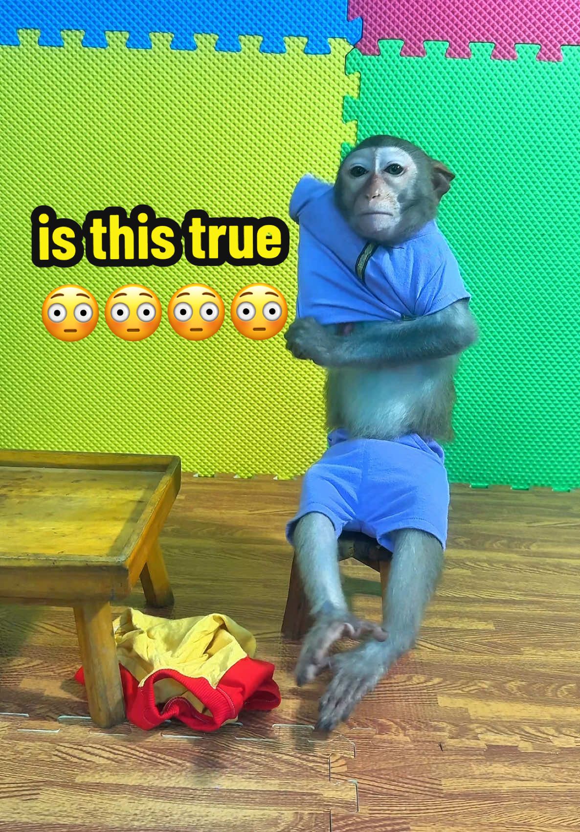 how monkey bon changes his clothes #monkey #monkeyfunny #monkeysmart #monkeycute #animal #monkeyfamily #trending 