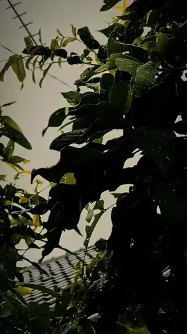 يسقط المطر حين يعجز السحاب عن حمل ثقل الماء وتسقط الدموع القلب حين يعجز عن تحمل الالم Hujan jatuh ketika awan mulai lemah untuk membawa beratnya air, dan air mata jatuh ketika hati mulai lemah untuk menanggung kepedihan.🍃 #quotesislam #gusilhampasuruan #gusilham #viral #fyp 