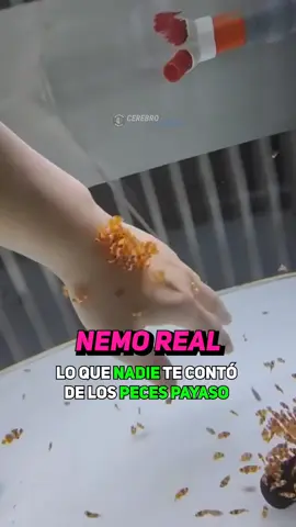 🎬 Después de saber esto… nunca volverás a ver Buscando a Nemo igual. 🤫 Esto es lo que nadie te contó sobre los peces payaso...