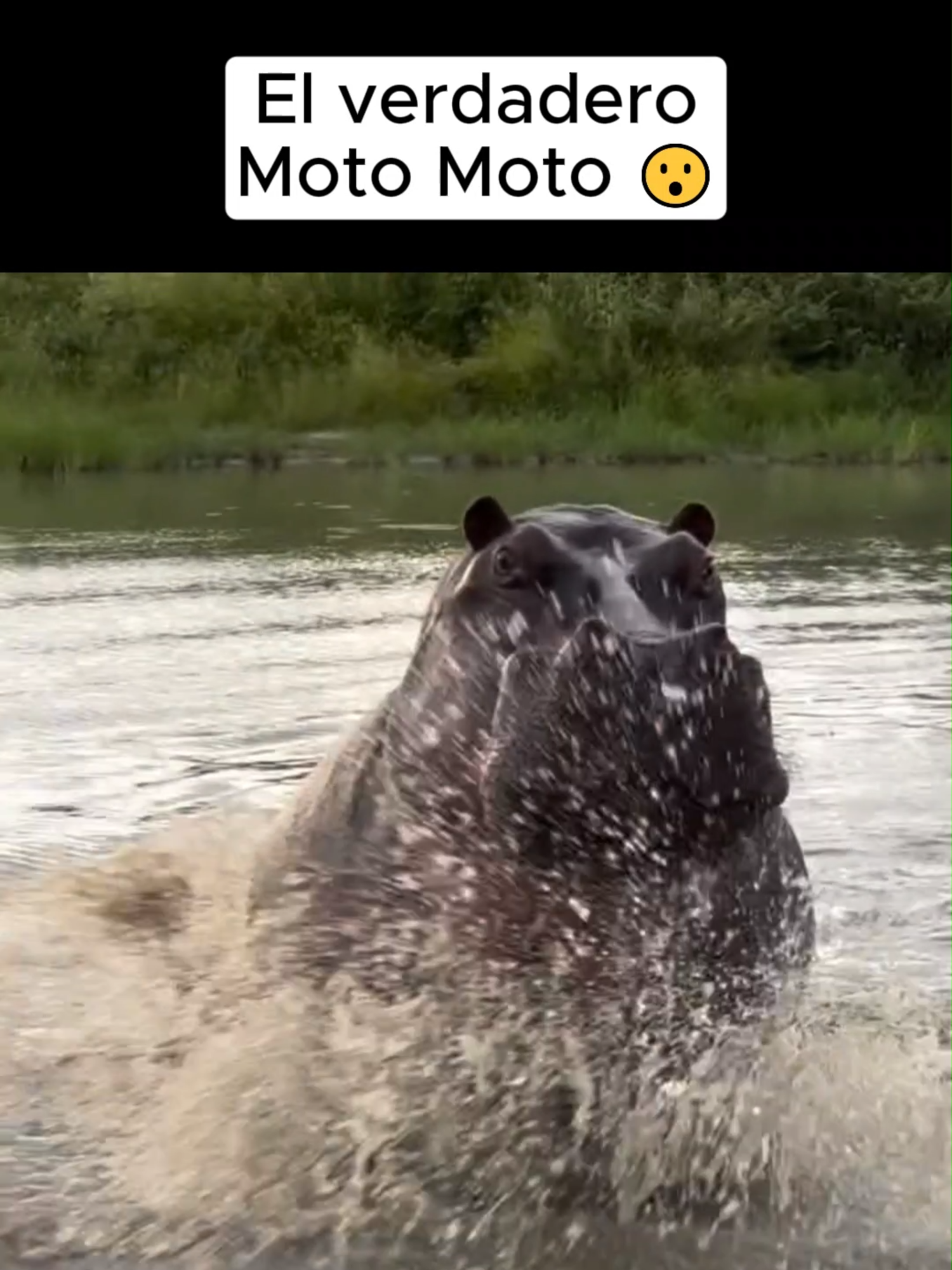 Así se ve Moto Moto de Madagascar en la vida real 😎🦛 #Animales #MotoMoto #Naturaleza #Humor #viralpost2025