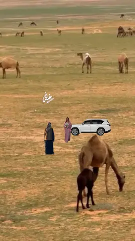 يا بنت انتي بنت ناس هوامير  وانا بدوي عايش مع البوش في البر كلمات الشاعر / حميد الدرعي أداء الفنان / فتى الجبيل تصميم فيديوهات شيلات🎶🎤🎬 اکسبلوررررررر تيك توك🌹 #اكسبلورررررررررررررررررررر🙏
