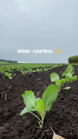 Weed control will always be a problem but there is always a solution #cabbage #southafricatiktok🇿🇦 #plantingseason #fyppp #seedlings4life🌱🌱 #farmingtrend #agriculture #foodformzansi #farminglife 