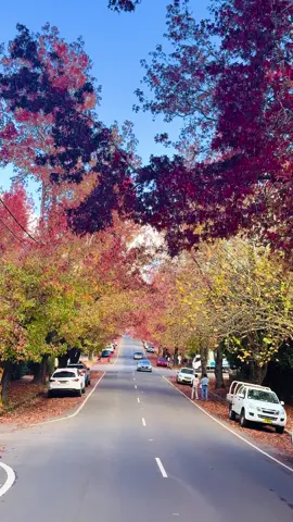 Mùa thu nước Úc #sydney  #australia  #autumn 
