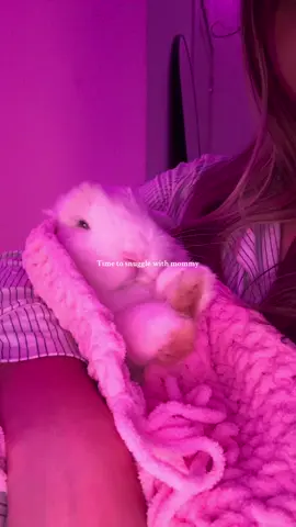 🐰💗 #fyp #fypage #viralbunny #thumpy #babygirl #bunnylove #hollandlopbunny 