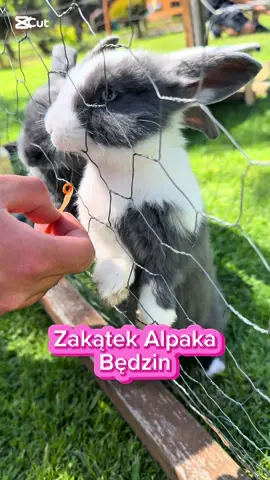 #CapCut #zakątekalpaka #zakątekalpakabedzin #bedzin #alpaki 