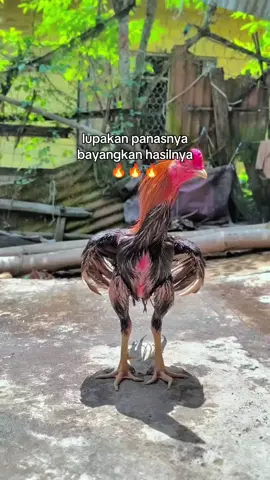 #mandi pagi 🐔 #ayamhiasekorlidiindonesia  #ekorlidi 