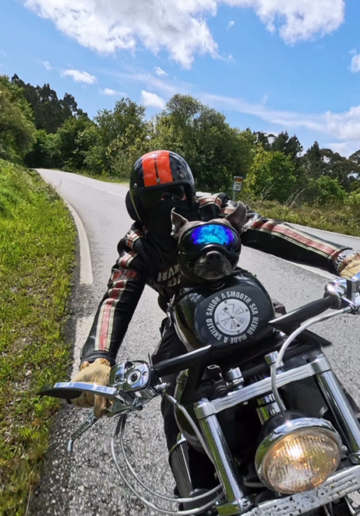 #staffy #staffyblue #insta360x4 #harleydavidson 