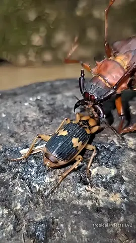 Chemical warrior - Bombardier beetle sprays hot acid against Longhorn beetle🥶😱 