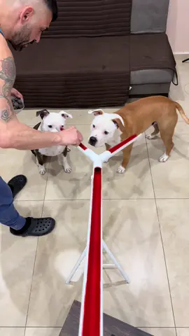 Come insegnare un nuovo gioco a dog 🐶🐶#kira_family #dog #dogtok #dogs #smartdog 